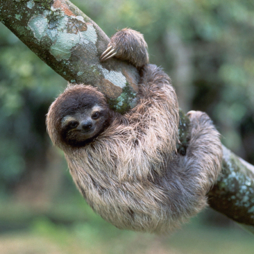 Sloth